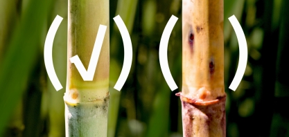 Severa estiagem de 2020 poderá ocasionar infestações mais agressivas de broca-da-cana