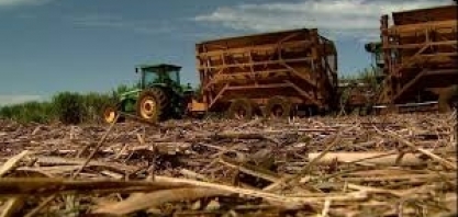 Clima ajuda usinas a avançarem na moagem da cana