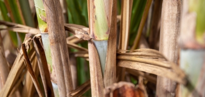 Primeira safra do RenovaBio tem 85% do etanol certificado