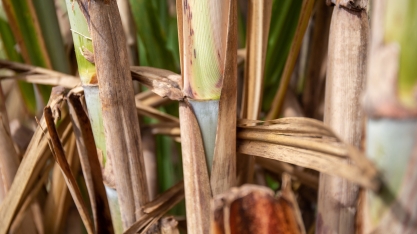 Primeira safra do RenovaBio tem 85% do etanol certificado