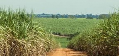 Mais cuidadosas, são as preferidas para operar máquinas caríssimas