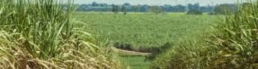 Mais cuidadosas, são as preferidas para operar máquinas caríssimas