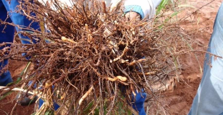  cana é bastante sensível aos danos causados pelos nematoides. Foto: Leonardo Ruiz