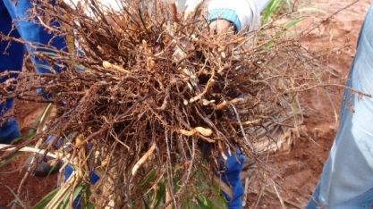 Nematoides podem ocorrer em qualquer tipo de solo e estão presente em mais de 70% dos canaviais