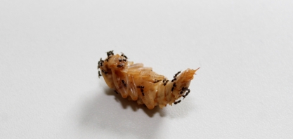 As vantagens do parasitoide Tetrastichus howardi em comparação à Cotésia flavipes no controle da broca-da-cana