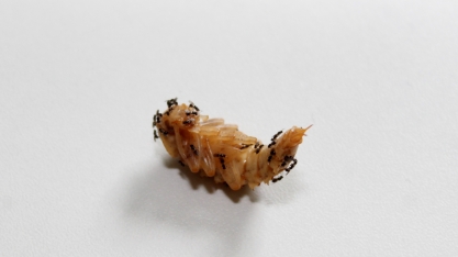 As vantagens do parasitoide Tetrastichus howardi em comparação à Cotésia flavipes no controle da broca-da-cana