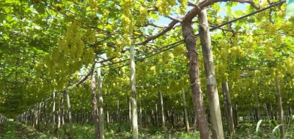 Plantio de frutas e cana-de-açúcar da região ajudam a fortalecer a agropecuária baiana