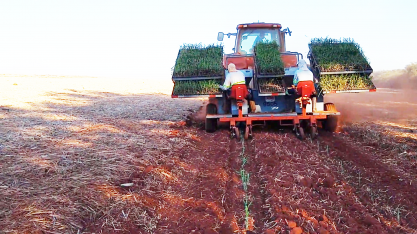 Transplantadora de MPB adequada ao sistema MEIOSI é novo desdobramento do Sistema de Mudas Pré-Brotadas do IAC