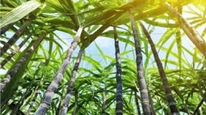 Plantio da cana-de-açúcar começa mais cedo este ano e deve bater recordes no setor