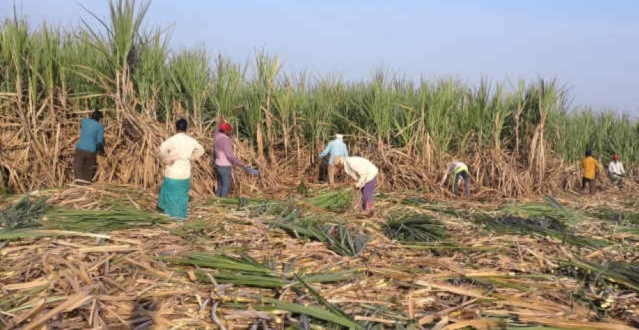 Mais cana para etanol e mais etanol na gasolina, prevê o governo indiano (Imagem: REUTERS/Rajendra Jadhav)