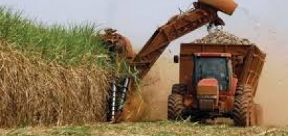 Mato Grosso do Sul desacelera a produção de etanol e dobra a de açúcar