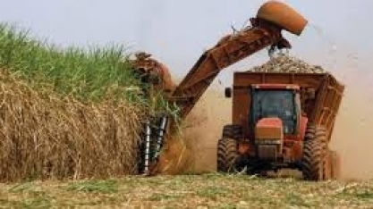 Mato Grosso do Sul desacelera a produção de etanol e dobra a de açúcar