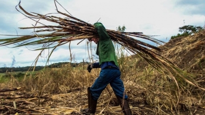 Produção agropecuária de Alagoas soma R$ 2,8 bilhões em 2020