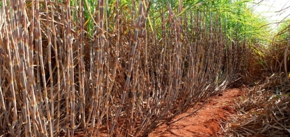 Unidades sucroenergéticas intensificam ensaios com novas variedades de cana