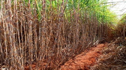 Unidades sucroenergéticas intensificam ensaios com novas variedades de cana