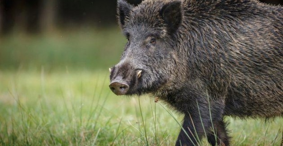 Foto: Federação da Agricultura do Paraná/divulgação