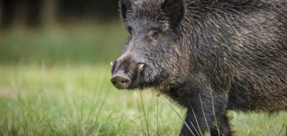 Javali: Embrapa dá dicas para evitar ataques e prejuízos na propriedade