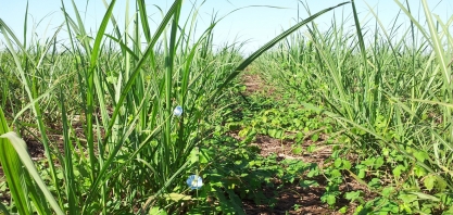 O controle de plantas daninhas em pós-emergência na lavoura canavieira