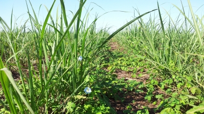 O controle de plantas daninhas em pós-emergência na lavoura canavieira