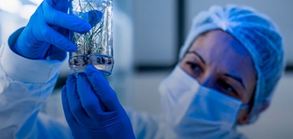 Os desafios do melhoramento genético da cana-de-açúcar