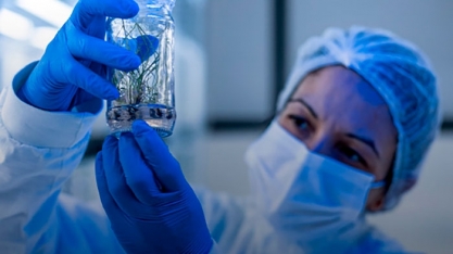 Os desafios do melhoramento genético da cana-de-açúcar