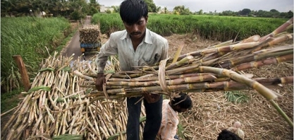 Associação da Índia reduz estimativa de produção de açúcar por menor produtividade