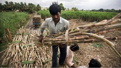 Associação da Índia reduz estimativa de produção de açúcar por menor produtividade