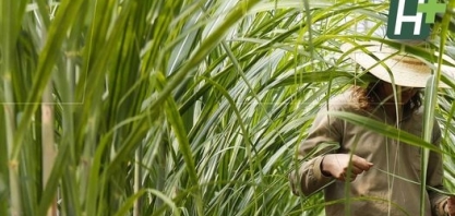 Pesquisadores descobrem forma de produzir carvão mineral a partir da folha de cana-de-açúcar