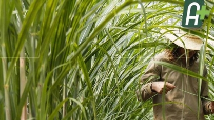 Pesquisadores descobrem forma de produzir carvão mineral a partir da folha de cana-de-açúcar