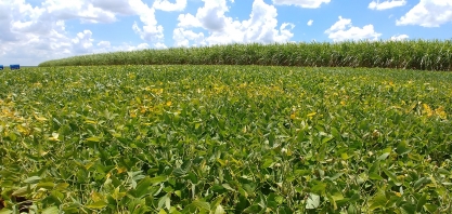 Vantagens da Soja em rotação com cana