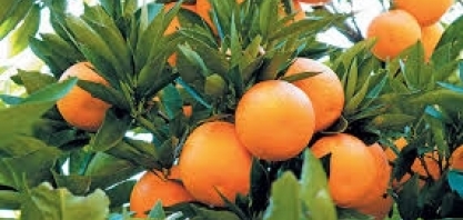 Citricultor tem até 15 de janeiro para informar as inspeções do cancro e greening realizadas no pomar