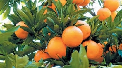 Citricultor tem até 15 de janeiro para informar as inspeções do cancro e greening realizadas no pomar