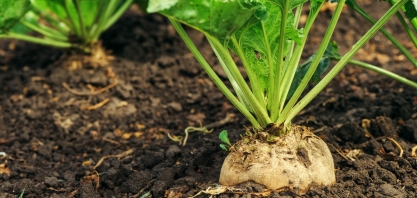 Açúcar: produção na Ucrânia ultrapassa 1 mi de toneladas na safra 2020/21