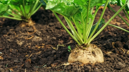 Açúcar: produção na Ucrânia ultrapassa 1 mi de toneladas na safra 2020/21