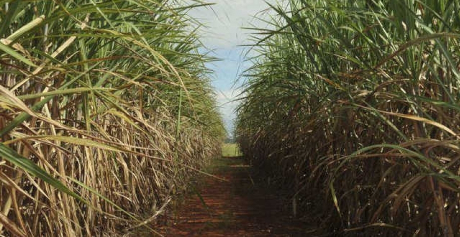 Mais cana para açúcar na safra do Mato Grosso do Sul e de melhor qualidade (Imagem: Agência Brasil/Elsa Fiuza)