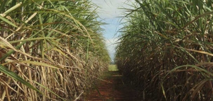Sem parar totalmente nesta época, o etanoleiro MS produz 140% a mais de açúcar até dezembro