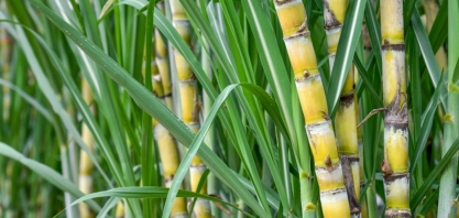 Safra de cana em AL deve chegar a 17 mi de toneladas