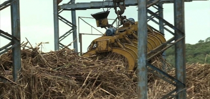 Produtores de cana-de-açúcar comemoram a boa safra