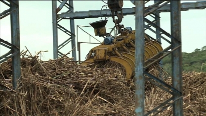 Produtores de cana-de-açúcar comemoram a boa safra