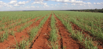 Como obter um canavial sem mato e porque isso é fundamental
