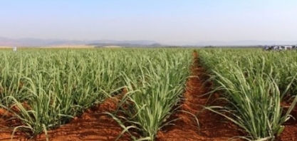 FAPESP, empresas e governo investem R$ 34,8 milhões no IAC para alcançar resultados inéditos nas culturas de citros, café e cana-de-açúcar