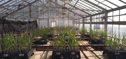 Pesquisador do IAC recebe prêmio internacional por pesquisa com aplicação de bactérias benéficas em mudas de cana