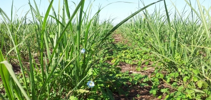 Menos chuvas em 2020 atrasou o desenvolvimento da cana que agora sofre a competição das plantas daninhas