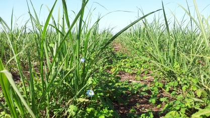 Menos chuvas em 2020 atrasou o desenvolvimento da cana que agora sofre a competição das plantas daninhas