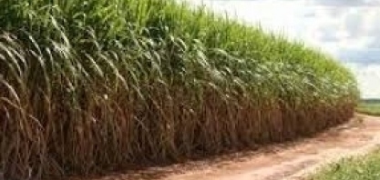 Produção de açúcar do Norte e Nordeste está 4,5% maior na safra 2020/21, diz NovaBio