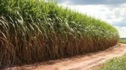 Produção de açúcar do Norte e Nordeste está 4,5% maior na safra 2020/21, diz NovaBio