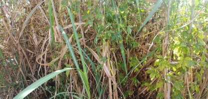 Como controlar as plantas daninhas nos canaviais na época úmida