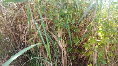 Como controlar as plantas daninhas nos canaviais na época úmida