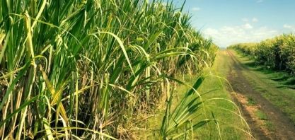 Precipitação pluviométrica cresce 7,3% em Zona Canavieira