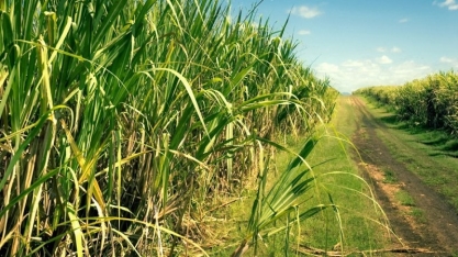 Precipitação pluviométrica cresce 7,3% em Zona Canavieira
